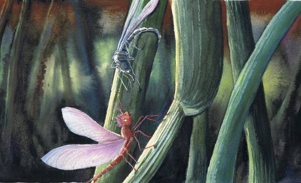 Illustration fra Døgnfluen Viva.